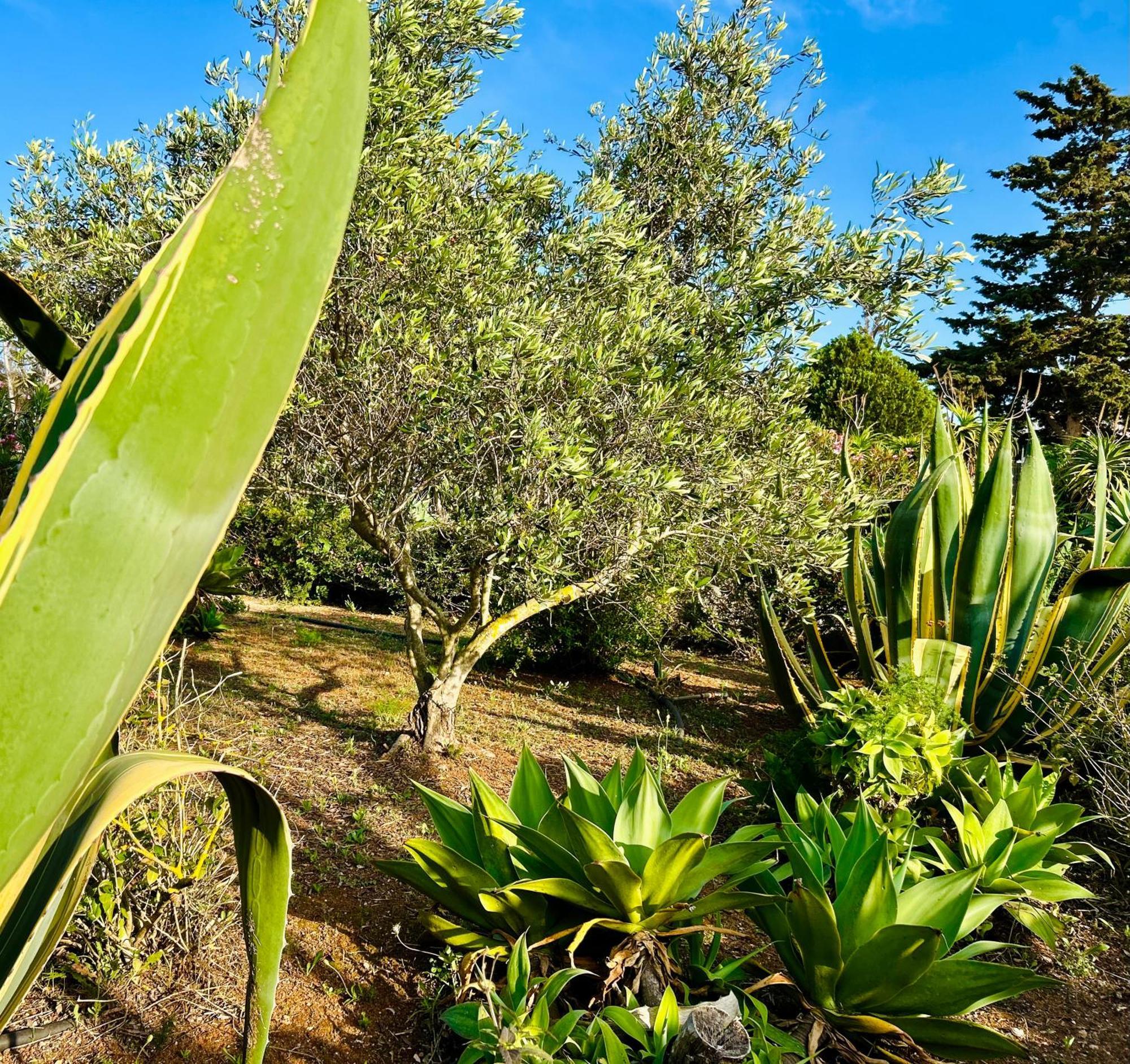 Villa Primavera Favignana Eksteriør billede
